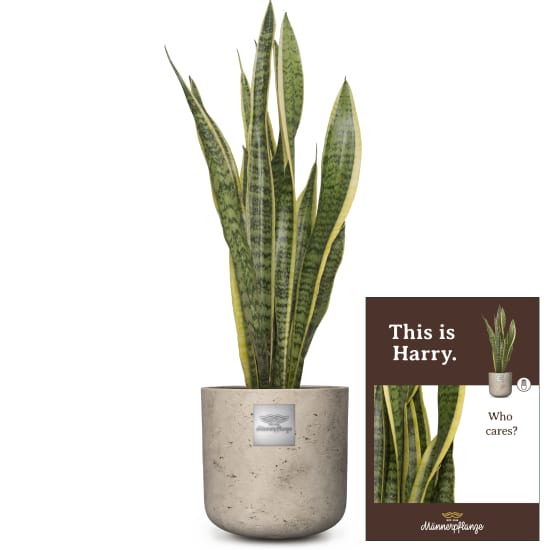This is Harry (Sansevieria laurentii)