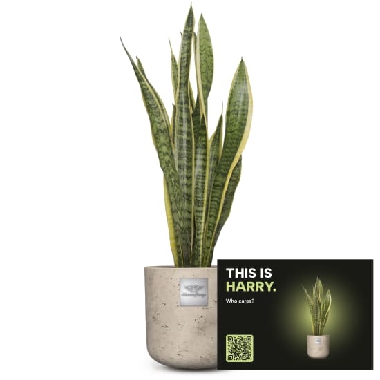 Mannerpflanze «This is Harry» (Sansevieria laurentii)