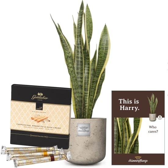 This is Harry (Sansevieria laurentii) with Gottlieber HÃ¼ppen "Special Edition for Fleurop"
