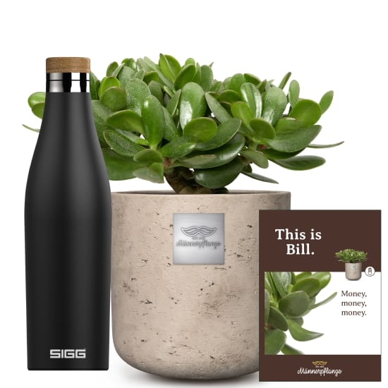 This is Bill (Crassula ovata) with SIGG water bottle Meridian Black 0.5L