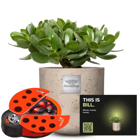 Mannerpflanze «This is Bill» (Crassula ovata) with Munz chocolate ladybird
