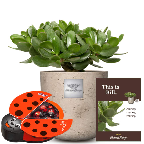 This is Bill (Crassula ovata) with Munz chocolate ladybird