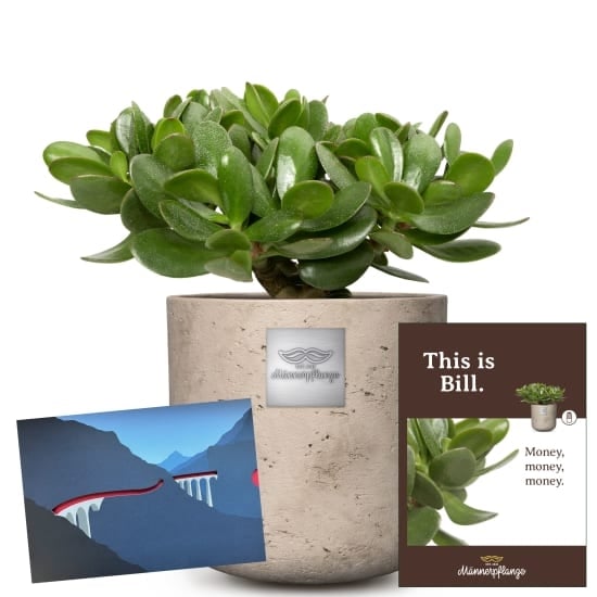 Mannerpflanze «This is Bill» (Crassula ovata) with a CHF 50.- gift voucher from the Rhaetian Railway