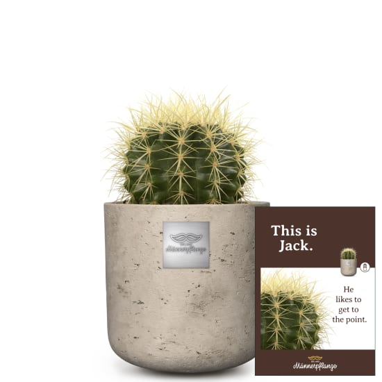 This is Jack (Echinocactus grusonii)