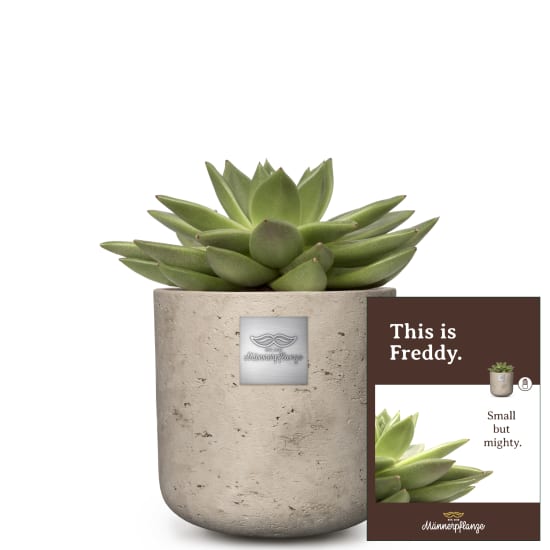 This is Freddy (Echeveria)
