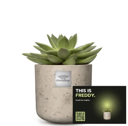 Mannerpflanze «This is Freddy» (Echeveria)