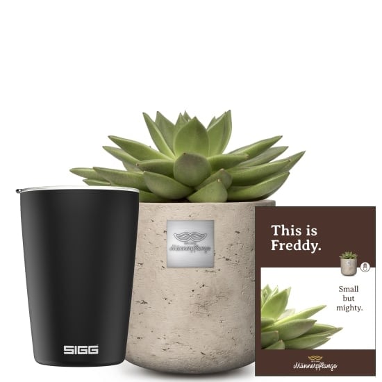 This is Freddy (Echeveria) with SIGG travel mug NESO Cup Pure Ceram Black 0.3L