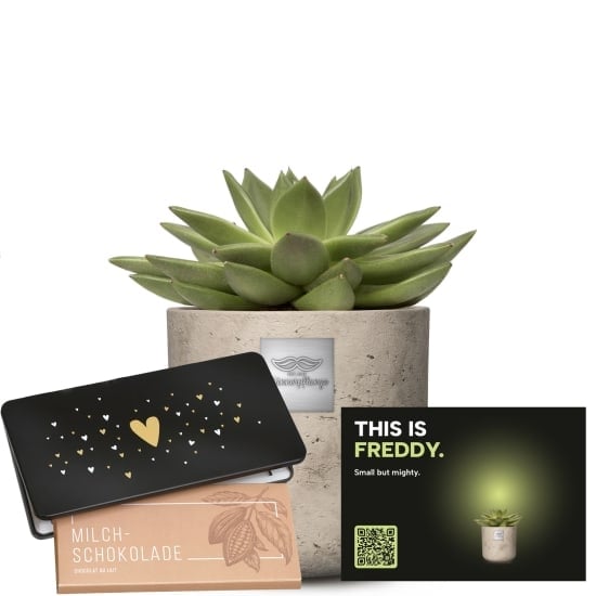 Mannerpflanze «This is Freddy» (Echeveria) with Munz bar of chocolate «Heart»