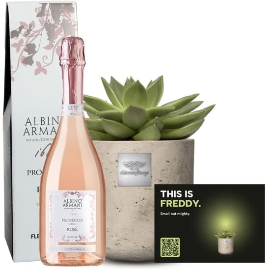 Mannerpflanze «This is Freddy» (Echeveria) with Prosecco Rose Albino Armani DOC (75 cl)