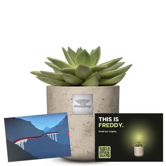 Mannerpflanze «This is Freddy» (Echeveria) with a CHF 25.- gift voucher from the Rhaetian Railway