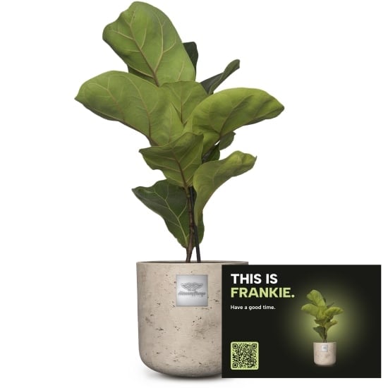 Mannerpflanze «This is Frankie» (Ficus lyrata bambino)