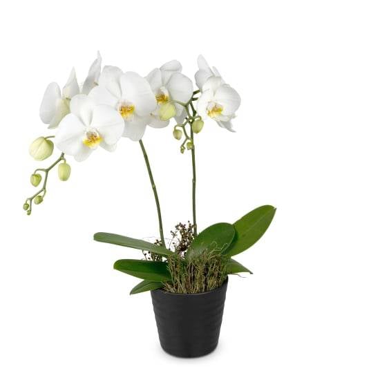 White Dream (orchid)