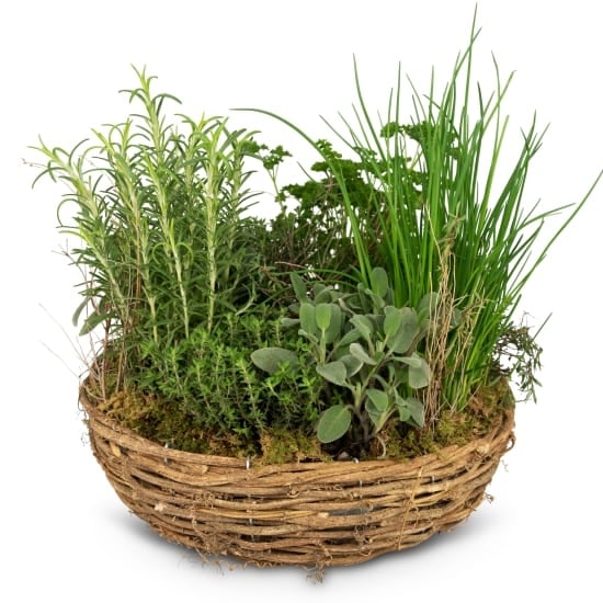 Little Herb Garden (Minimum)