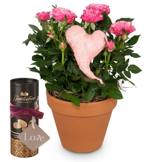Heartfelt Surprise (rose plant) with Gottlieber cocoa almonds and hanging gift tag «Love»