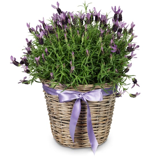 Scented Summer Greeting (Minimum)
