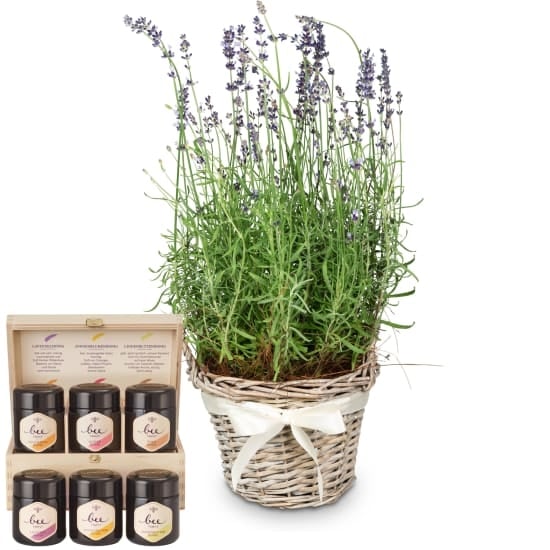 Scent of Provence (lavender) with Bee-Family honey gift set