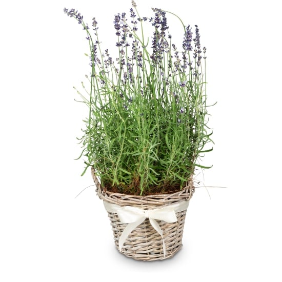 Scent of Provence (lavender)