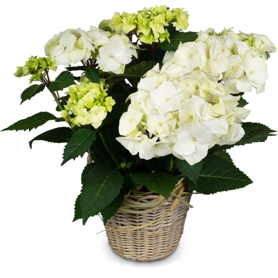 Vintage Charm (white hydrangea)