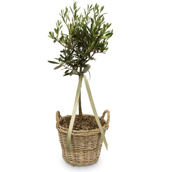 Summer Dream (Miniature Olive Tree)