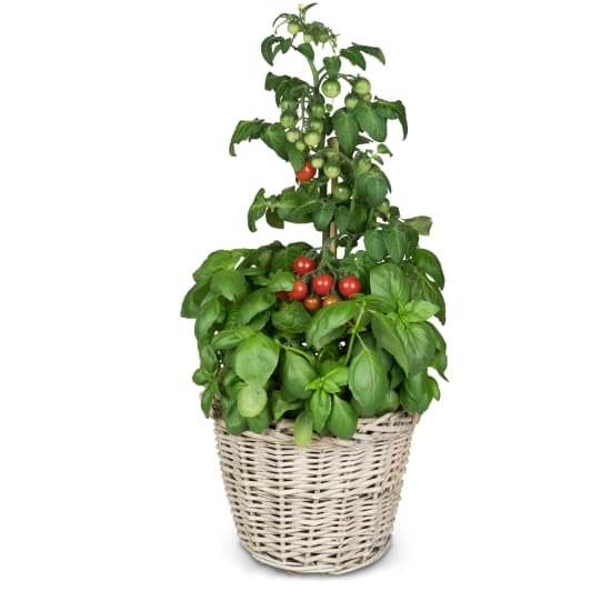 Italian Feeling (basil & tomato plant)