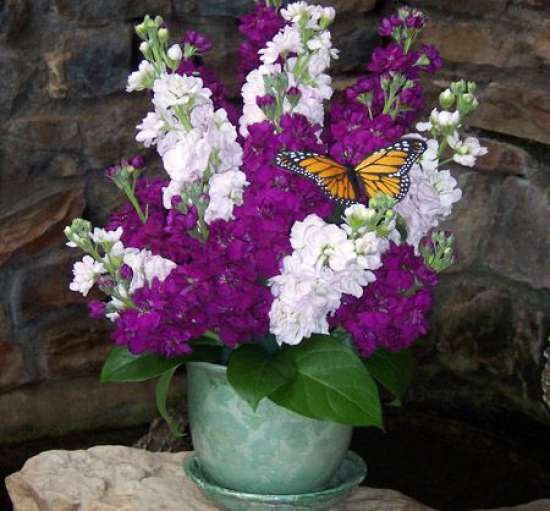 Floral Stock Pot