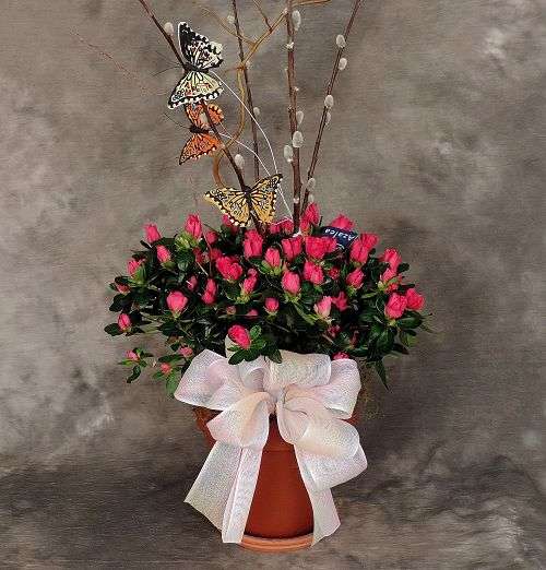Flowering Azalea Planter