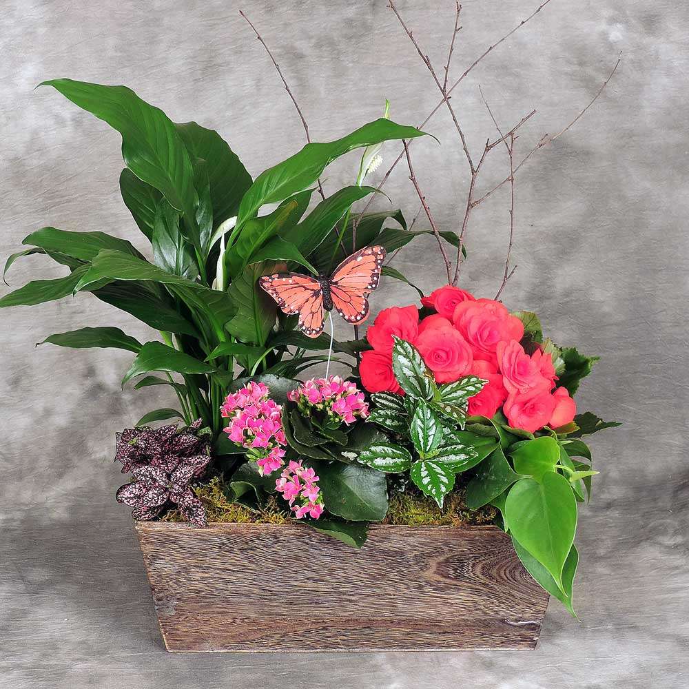 French Garden Planter (Medium)