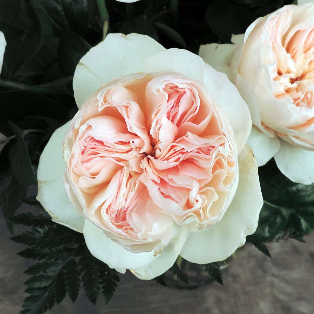 Juliet Garden Roses