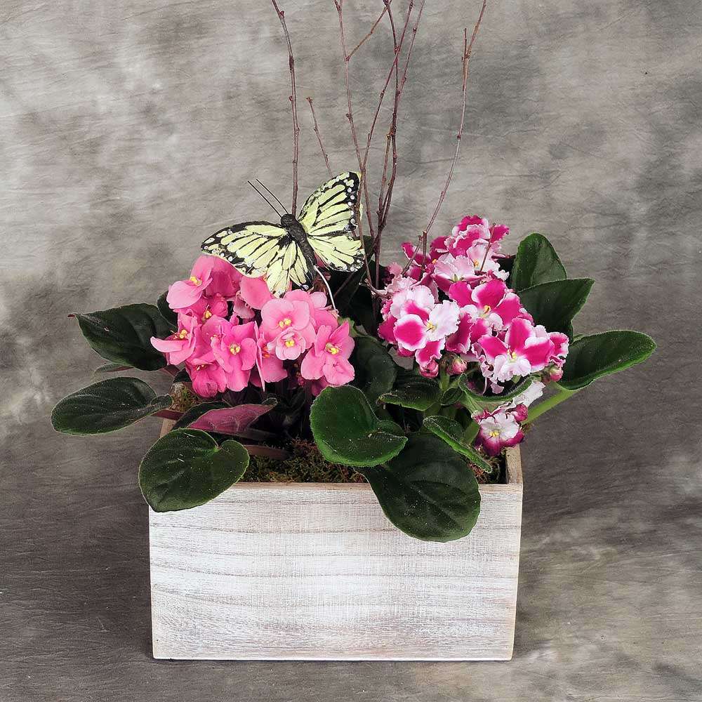 African Violet Surprise