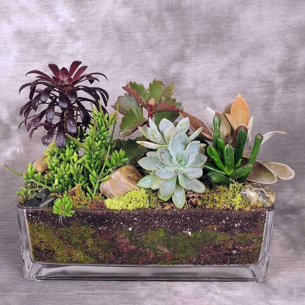 Succulent Garden