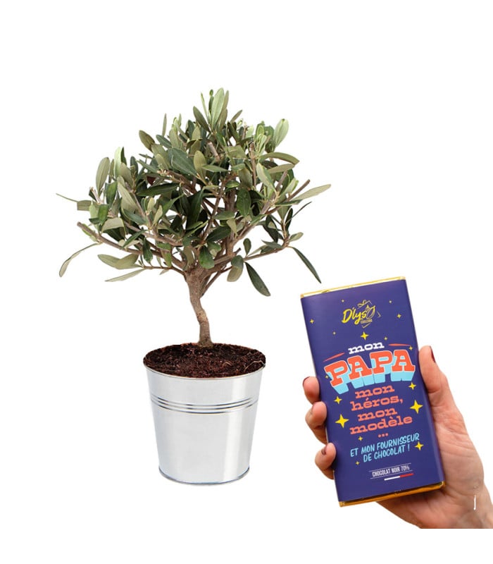 Olive tree and chocolate