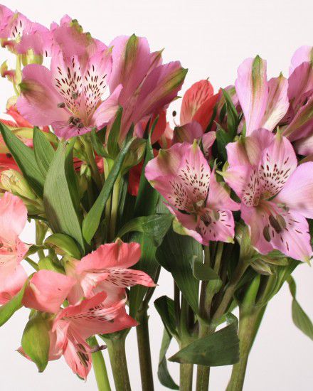 Alstroemeria