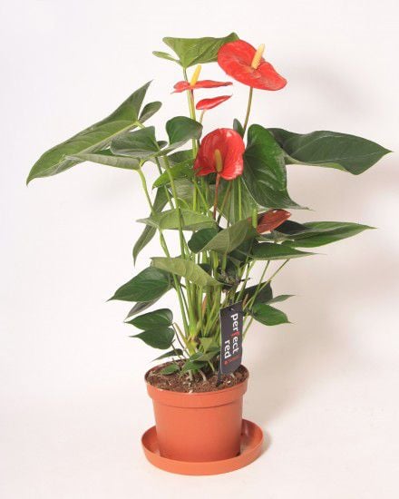 Anthurium