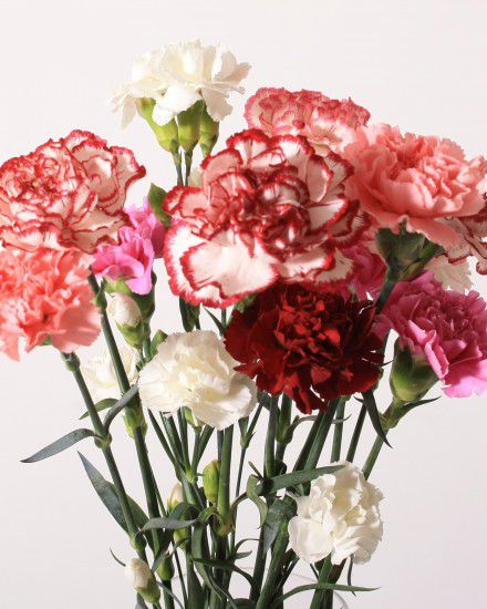 Carnations