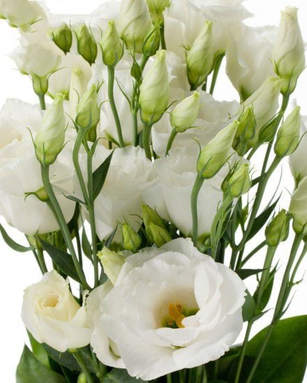 Eustoma