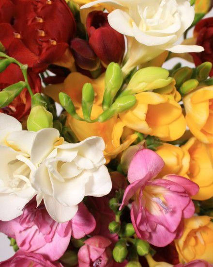 Freesia