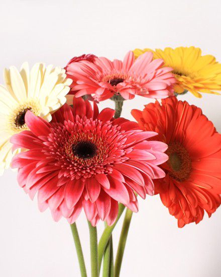 Gerbera