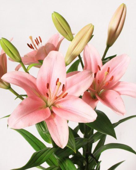 Lilies