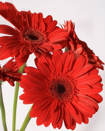 Red Gerbera