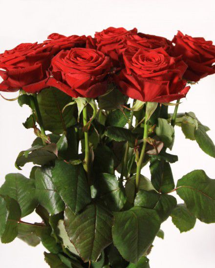 Red roses