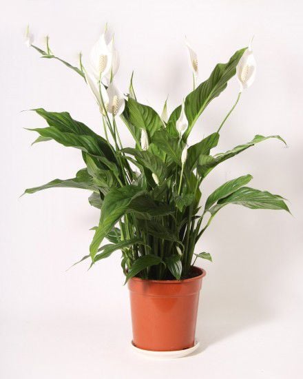 Spathiphyllum