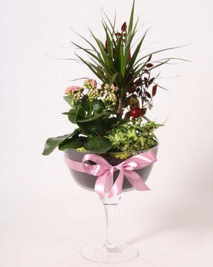 Plants Arrangement