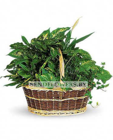 Plants arranged in pot "Tropical Paradise"