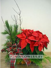 Red Poinsettia Plant in a Basket without handle, red bows, seasonal decoration and greens.