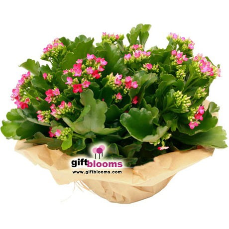 Calandiva Plant in a pot