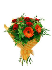Gerbera's dream
