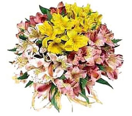 Bouquet of multi-colored Alstroemeria