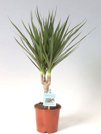 Dracaena Plant