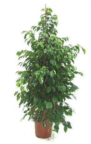 Ficus Plant
