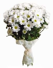 Bouquet of 7 white chrysanthemum
